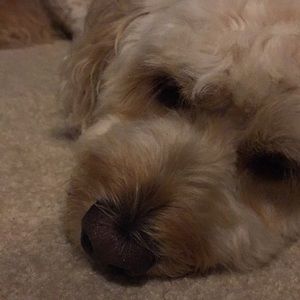 Meet your Posher, Julian